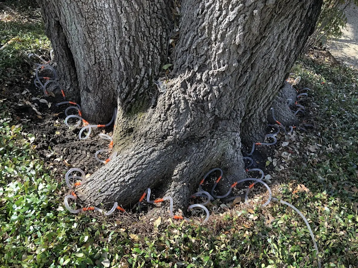 Detailed Tree Cabling and Bracing job site in Saint Croix