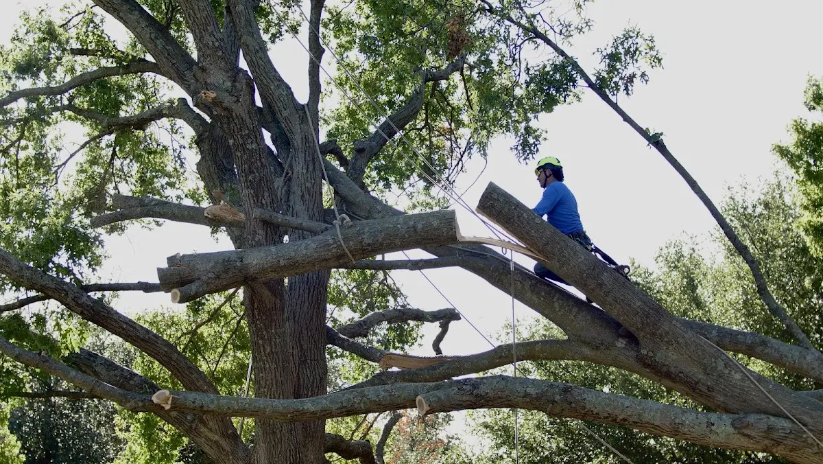 Professional Hazardous Tree Removal performed by certified arborists in Saint Croix