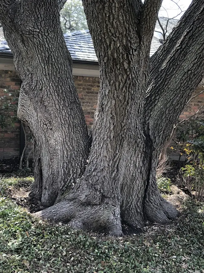 Mature heritage tree close to a Saint Croix property cared for by certified arborists